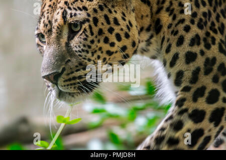 Close up ritratto di leopardo persiano (Panthera pardus tulliana / Panthera pardus ciscaucasica / Panthera pardus saxicolor) nativa per Foto Stock