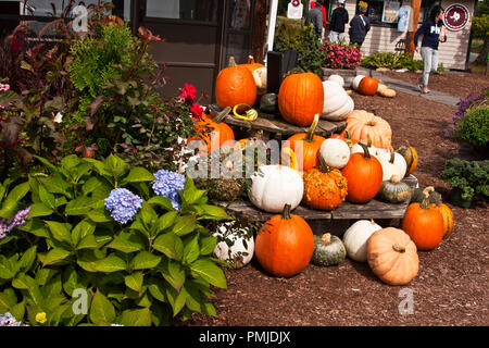 New Hampshire, Meridith, Moulton Farm, giardino, fattorie, verdura, fiori, piante, zucche, squash, farmstand, farm stand, Foto Stock