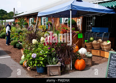 New Hampshire, Meridith, Moulton Farm, giardino, fattorie, verdura, fiori, piante, zucche, squash, farmstand, farm stand, Foto Stock