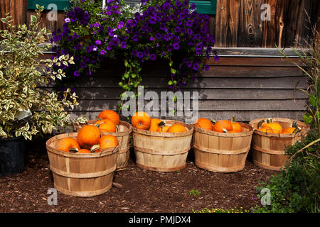 New Hampshire, Meridith, Moulton Farm, giardino, fattorie, verdura, fiori, piante, zucche, squash, farmstand, farm stand, Foto Stock