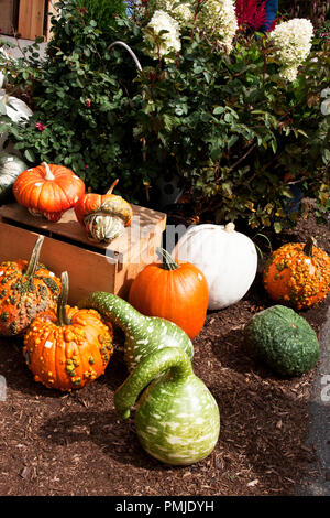 New Hampshire, Meridith, Moulton Farm, giardino, fattorie, verdura, fiori, piante, zucche, squash, farmstand, farm stand, Foto Stock