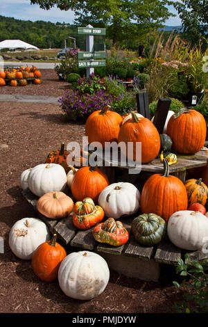 New Hampshire, Meridith, Moulton Farm, giardino, fattorie, verdura, fiori, piante, zucche, squash, farmstand, farm stand, Foto Stock