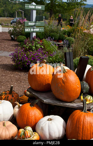 New Hampshire, Meridith, Moulton Farm, giardino, fattorie, verdura, fiori, piante, zucche, squash, farmstand, farm stand, Foto Stock