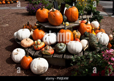 New Hampshire, Meridith, Moulton Farm, giardino, fattorie, verdura, fiori, piante, zucche, squash, farmstand, farm stand, Foto Stock