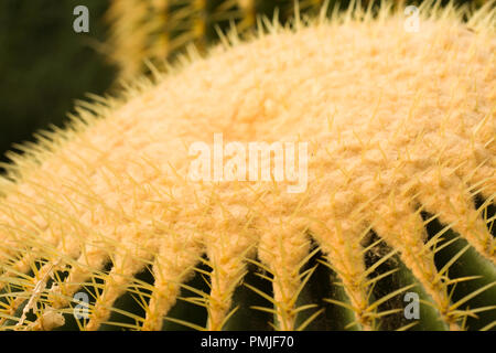 Chiudere fino sulla corona superiore di Echinocactus grusonii, un cactus conosciuto anche come noto come il golden barrel cactus o suocera cuscino Foto Stock