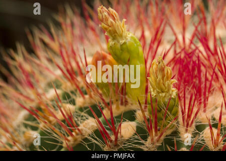 Close up sui fiori la fioritura ferocactus piliferus Cactaceae Foto Stock