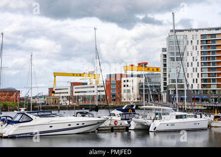 Yachts a Belfast Marina con la Harland e Wolff gru, Sansone e Golia dietro. Questa zona ha subito enormi rigenerazione in anni recenti. Foto Stock