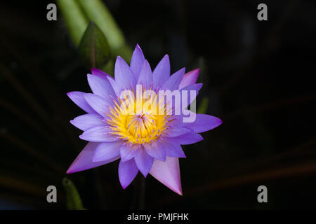 Chiudere fino a Nymphaea nouchali, una bellissima Ninfea Bianca Foto Stock