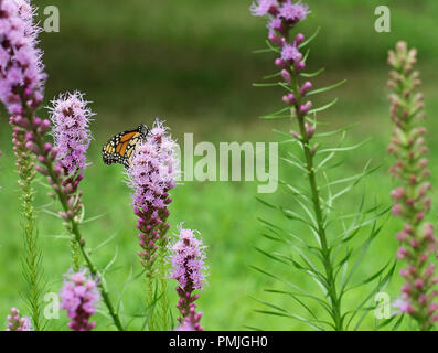 Una farfalla monarca (Danaus plexippus), noto anche come il milkweed butterfly, alimentando in un giardino su blazing star (Liatris spicata) Foto Stock