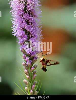 Un colibrì clearwing tarma (Hemaris thysbe) alimentazione su blazing star (Liatris spicata) in una Nuova Inghilterra giardino in estate Foto Stock