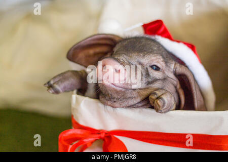 Natale e Anno Nuovo card con grazioso neonato santa suino nel dono presente casella. Decorazioni simbolo dell anno calendario cinese. l'abete sullo sfondo. Holid Foto Stock