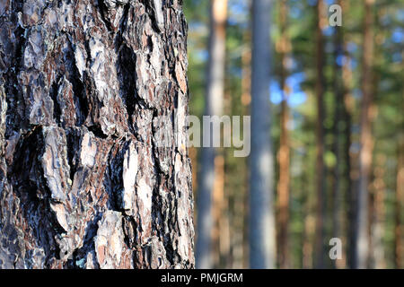 Dettaglio del pino tronco di albero e foresta sfocati in una giornata di sole. Dof poco profondo, bokeh, adatto per gli sfondi. Foto Stock