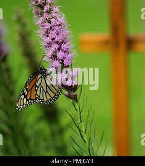 Una farfalla monarca (Danaus plexippus), noto anche come il milkweed butterfly, alimentando in una Nuova Inghilterra giardino su blazing star (Liatris spicata) Foto Stock