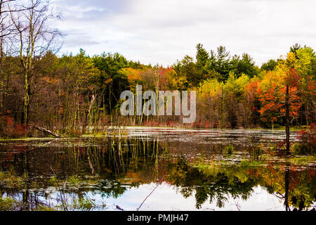 Bog   Barkhamsted, Connecticut, Stati Uniti d'America Foto Stock