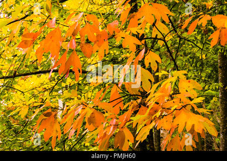 Caduta Tree   Barkhamsted, Connecticut, Stati Uniti d'America Foto Stock