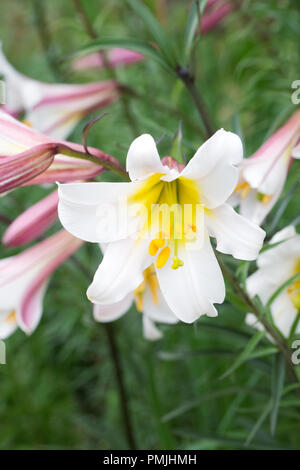 Il Lilium regale fiori. Foto Stock