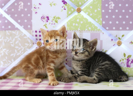 Due gattini, 5 settimane di età, nero tabby e Rosso tabby, chiudere insieme Foto Stock