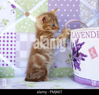 Lo zenzero gattino, 6 settimane di età, Rosso tabby classic Foto Stock