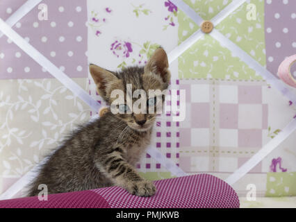 Young street gattino, nero tabby Foto Stock