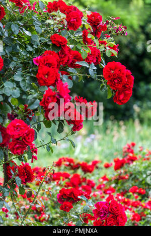 Roseto rosso Amadeus, rose in giardino che crescono Foto Stock
