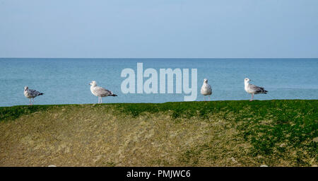 Quattro gabbiani in piedi su un verde alghe di colore parete con una calma il mare blu e azzurro cielo dietro un sacco di copia spazio intorno ai gabbiani Foto Stock