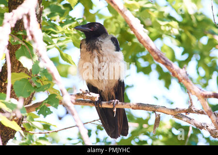 Giovani cornacchia mantellata (Corvus cornix) si siede su un ramo di un albero di Olmo. Foto Stock