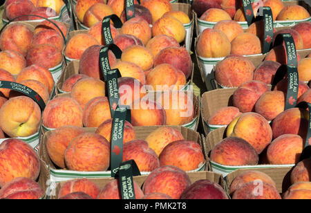 Close up di cestelli di appena raccolto le pesche in un mercato di Niagara sul lago in Canada. Foto Stock