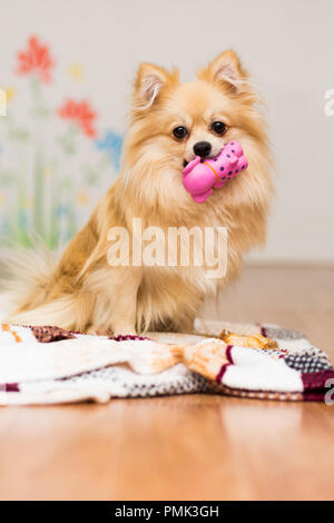 Un cane di Spitz tedesco razza si siede su una coperta con un giocattolo in denti Foto Stock