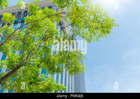 Città verde eco ufficio edificio buon ambiente albero verde blu cielo chiaro. Foto Stock