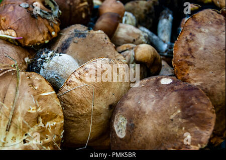 Placer di molti funghi porcini. Il prelievo di grandi cep. Foto Stock