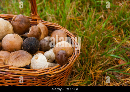 Cesta piena con i funghi commestibili sorge sull'erba nella foresta. Foto Stock