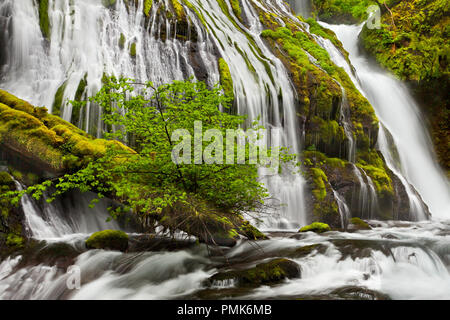 Panther Creek Falls nello Stato di Washington che fluisce nella molla Foto Stock