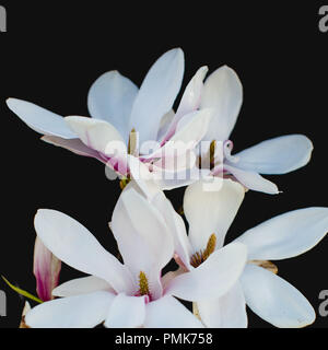 (Magnolia soulangeana, piattino Magnolia) - close up di petali e fiori isolati contro uno sfondo nero Foto Stock