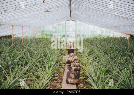 Bruciatori di fumo (ananas stufe) utilizzato come parte del processo di crescita, in una serra di Arruda piantagione Ananassi nelle Azzorre Foto Stock