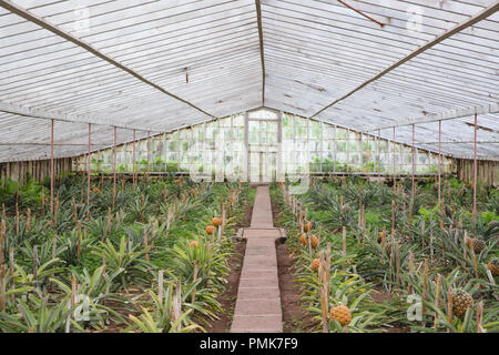 Ananas (Ananas) crescente in righe sul Arruda piantagione di Ananas sull'isola di Sao Miguel nelle Azzorre Foto Stock