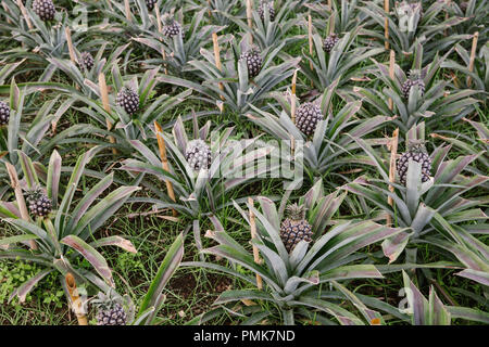In prossimità di piante di ananas (Ananas) crescente in fila su di una piantagione di Ananas (Ananas azienda) nelle Azzorre Foto Stock