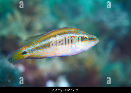 Un ocellated wrasse (Symphodus ocellatus) maschio in livrea nuziale nel Mar Mediterraneo (Parco Naturale di Ses Salines, Formentera, isole Baleari, Spagna) Foto Stock