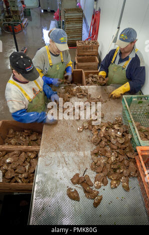 Ostriche di classificazione presso un impianto di trasformazione di Prince Edward Island, Canada. Foto Stock