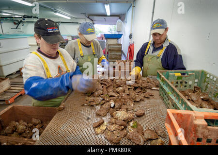 Ostriche di classificazione presso un impianto di trasformazione di Prince Edward Island, Canada. Foto Stock