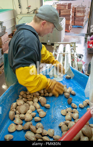 L'uomo ordina le vongole in un impianto di trasformazione di Prince Edward Island, Canada. Foto Stock