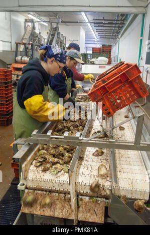 Ostriche di classificazione presso un impianto di trasformazione di Prince Edward Island, Canada. Foto Stock