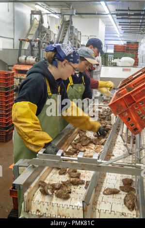 Ostriche di classificazione presso un impianto di trasformazione di Prince Edward Island, Canada. Foto Stock