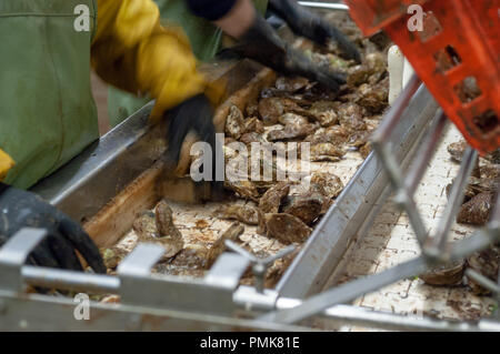 Ostriche di classificazione presso un impianto di trasformazione di Prince Edward Island, Canada. Foto Stock