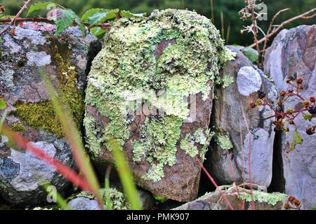 Il Lichen secco sul muro di pietra Foto Stock