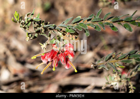 Red forma di gatti artiglio (Grevillea Grevillea Alpina) Foto Stock