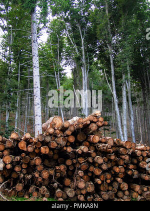 Catasta di legna da ardere nella foresta in attesa dell'inverno Foto Stock