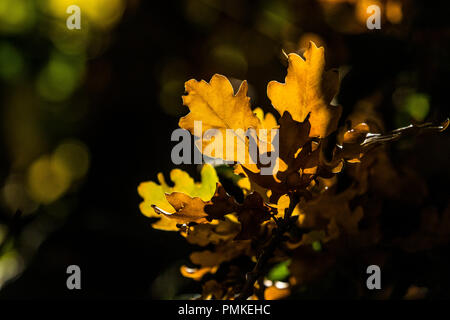 Retroilluminato con foglie di quercia in pieno colore di autunno. Foto Stock