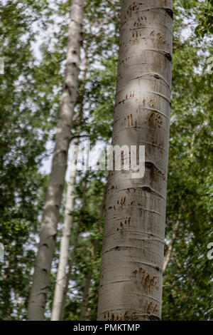 Black Bear (Ursus Americanus) sono molto abili arrampicatori ad albero. Segni di una scalata questo aspen tree mostra la sua agilità a salire senza bisogno di rami. Foto Stock