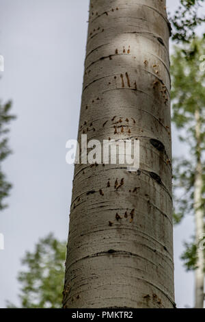 Black Bear (Ursus Americanus) sono molto abili arrampicatori ad albero. Segni di una scalata questo aspen tree mostra la sua agilità a salire senza bisogno di rami. Foto Stock