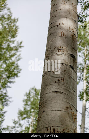 Black Bear (Ursus Americanus) sono molto abili arrampicatori ad albero. Segni di una scalata questo aspen tree mostra la sua agilità a salire senza bisogno di rami. Foto Stock